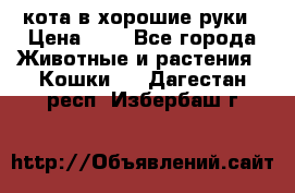 кота в хорошие руки › Цена ­ 0 - Все города Животные и растения » Кошки   . Дагестан респ.,Избербаш г.